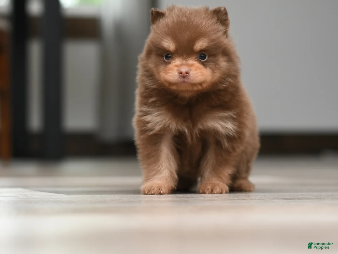 Pomeranian dogs for sale: Reese - Ad 1