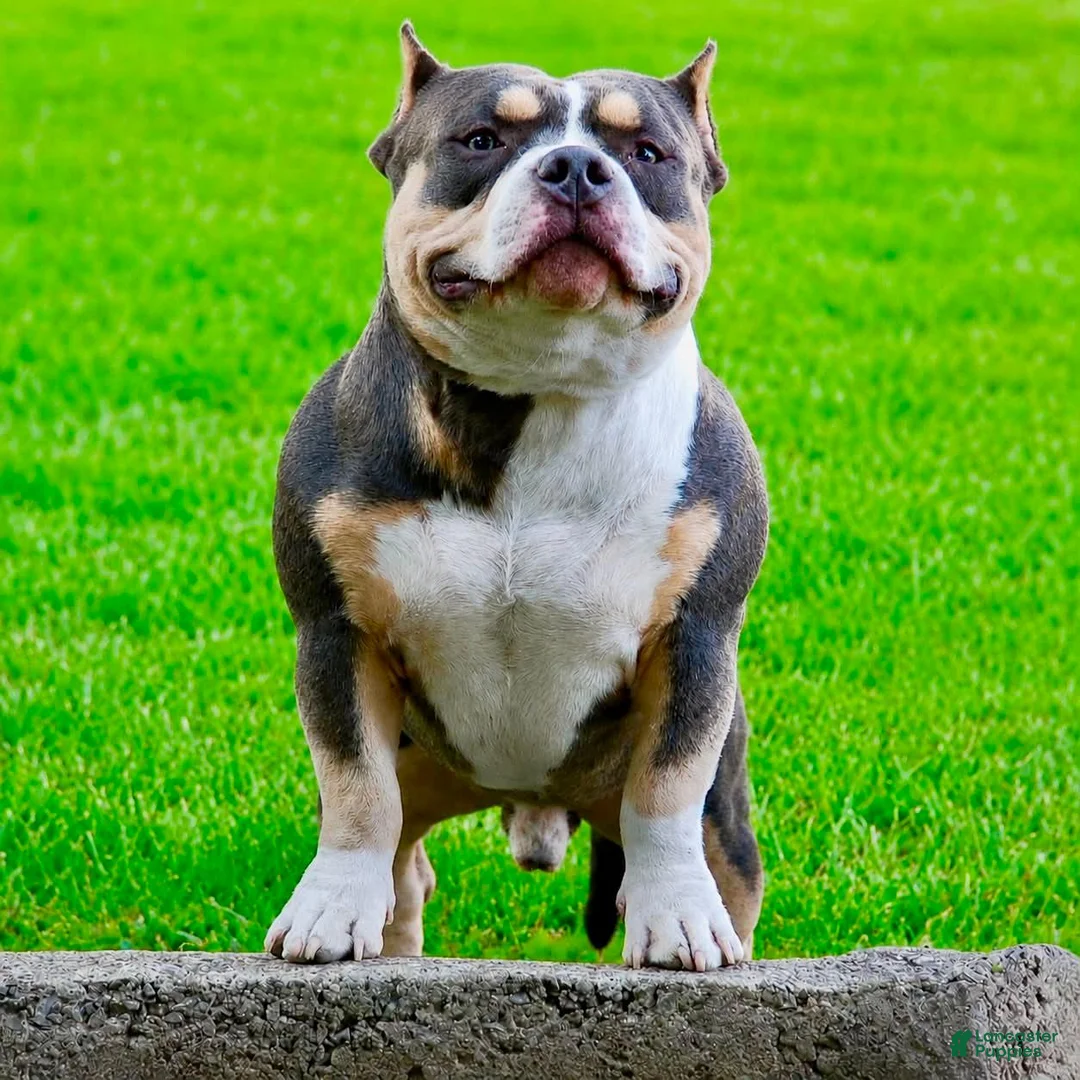American Bully dogs for sale: American Bully 1 - Ad 1