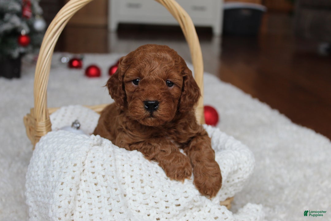 Cavapoochon dogs for sale: Malcolm - Ad 4