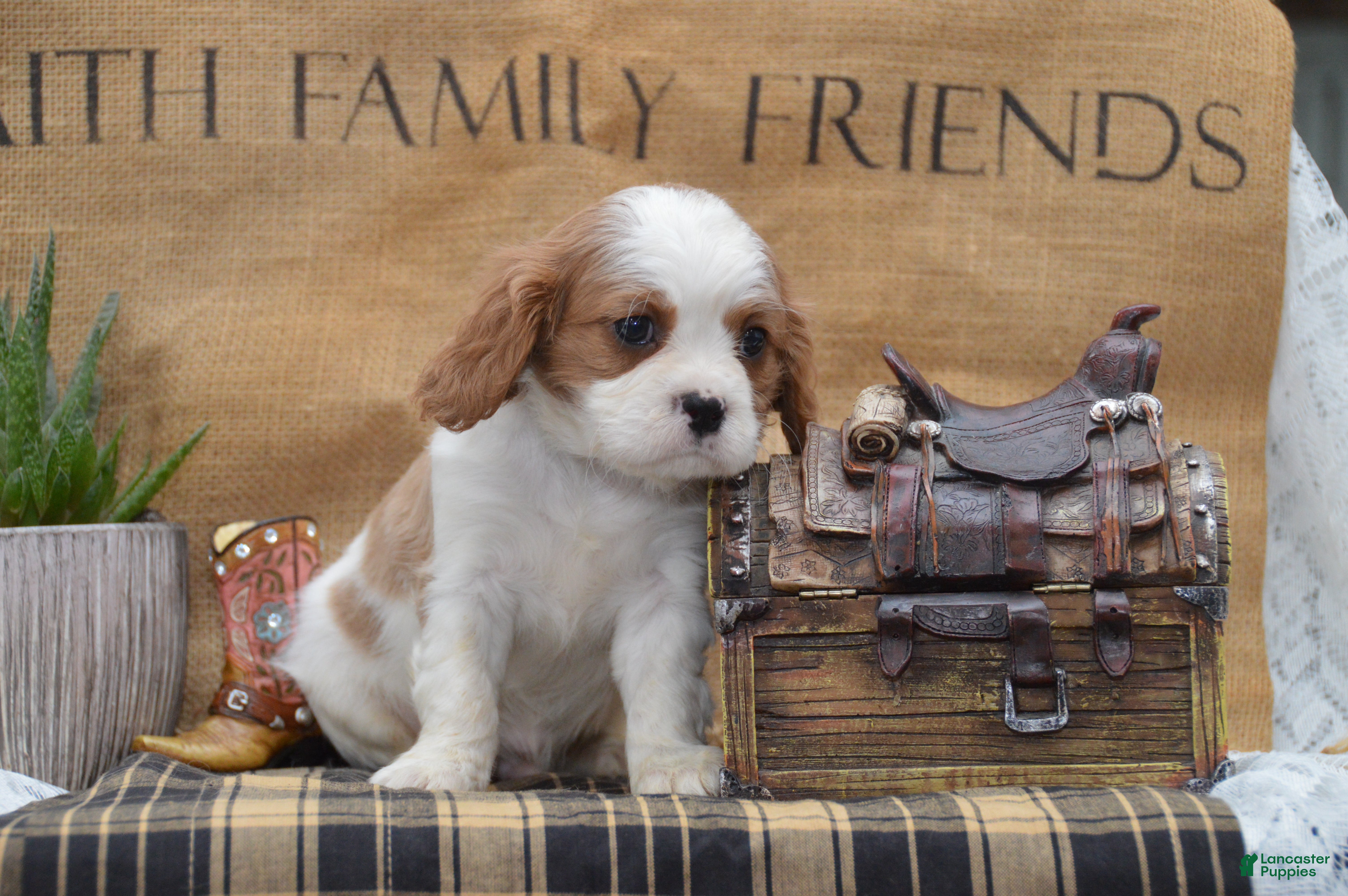 Cavalier King Charles Spaniel dogs Cranston - Ad 2