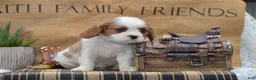 Cavalier King Charles Spaniel dogs for sale: Cranston - Ad 2