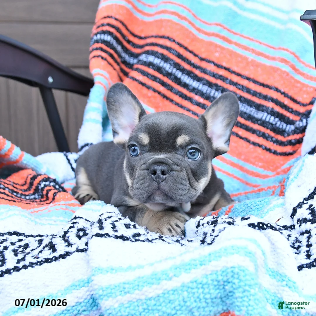Mixed Breed dogs for sale: Charcoal - Ad 2