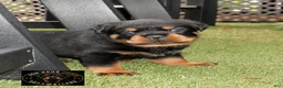 Rottweiler dogs for sale: Rio - Ad 3