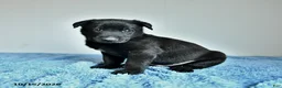 Belgian Malinois dogs for sale: Axel - Ad 4