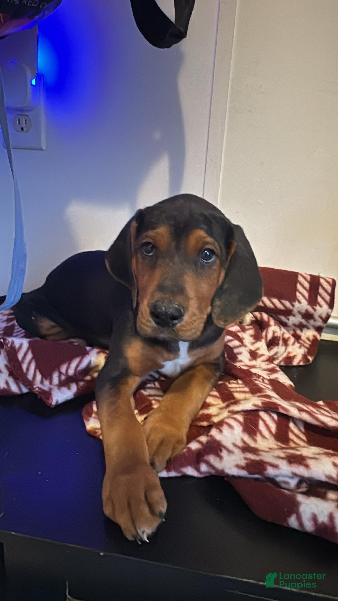 Mixed Breed dogs Mixed Breed Puppy 3 - Ad 41