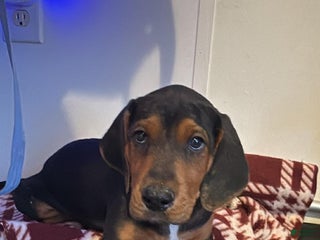 Mixed Breed dogs Mixed Breed Puppy 3 - Ad 33