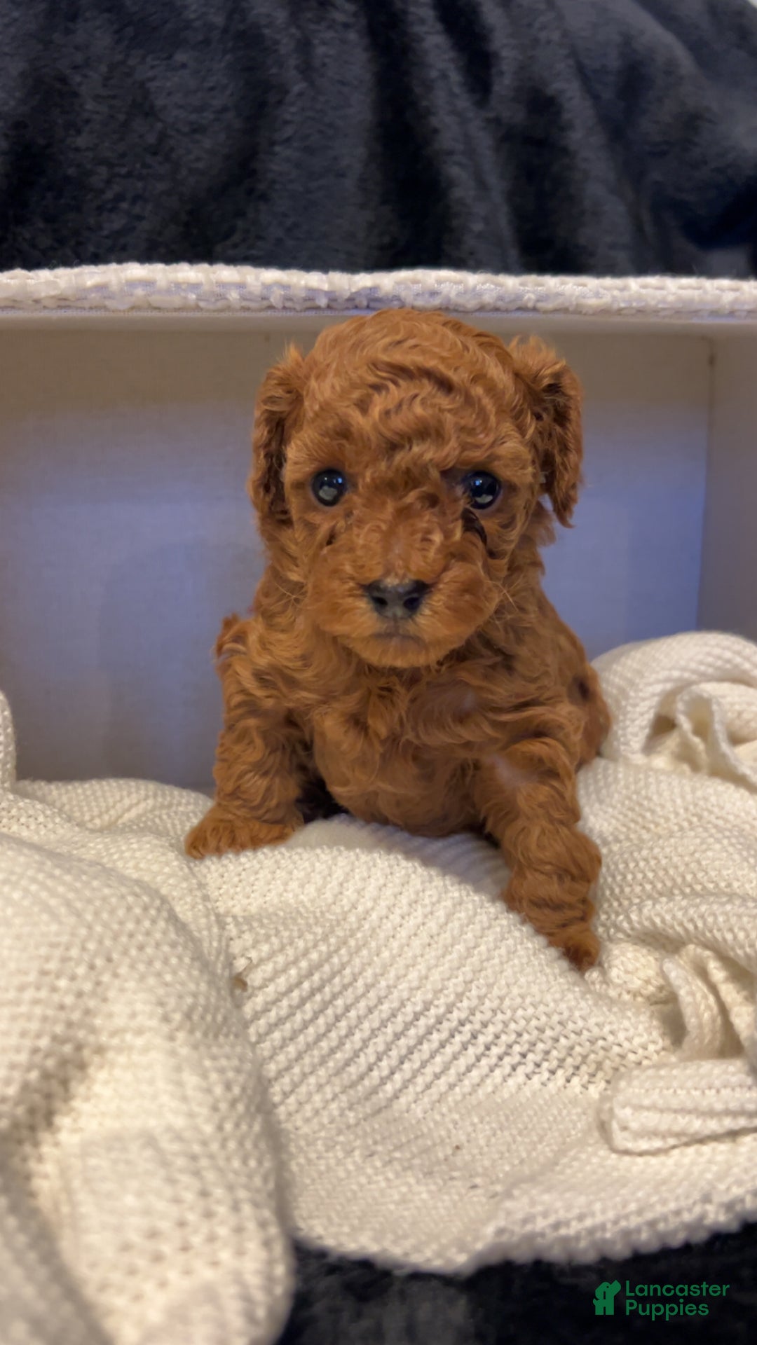 Toy Poodle dogs for sale: Dorthy - Ad 15