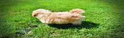 Havapoo dogs for sale: Gracie - Ad 14
