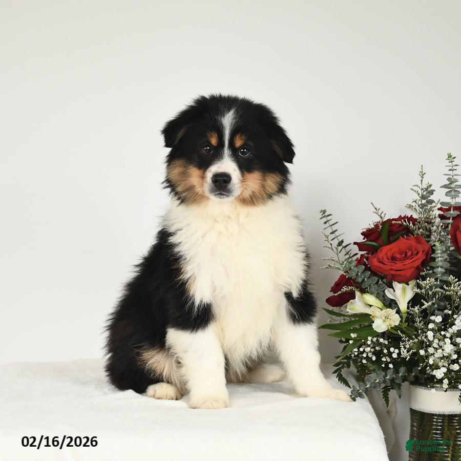 Miniature Australian Shepherd dogs Micah - Ad 2