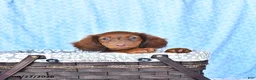 Miniature Dachshund dogs for sale: Charles - Ad 3