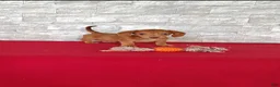 Miniature Dachshund dogs for sale: Stanton - Ad 5