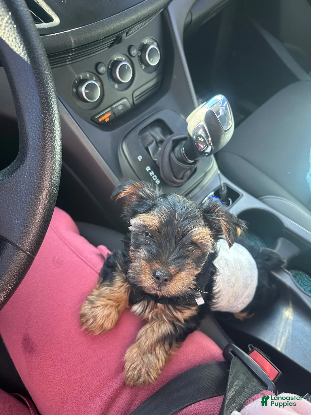 Yorkshire Terrier dogs for sale: Mace - Ad 2
