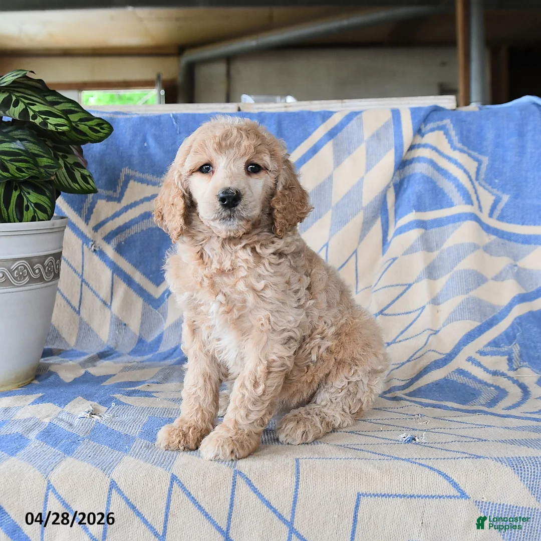 Standard Poodle dogs for sale: Porschia - Ad 2