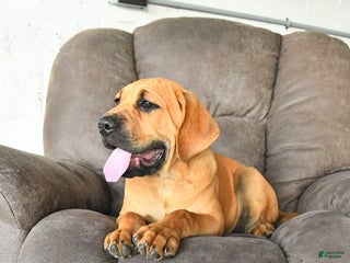 Cane Corso dogs - Ad 1