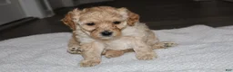 Miniature Poodle dogs for sale: Miniature Poodle Puppy 2 - Ad 4