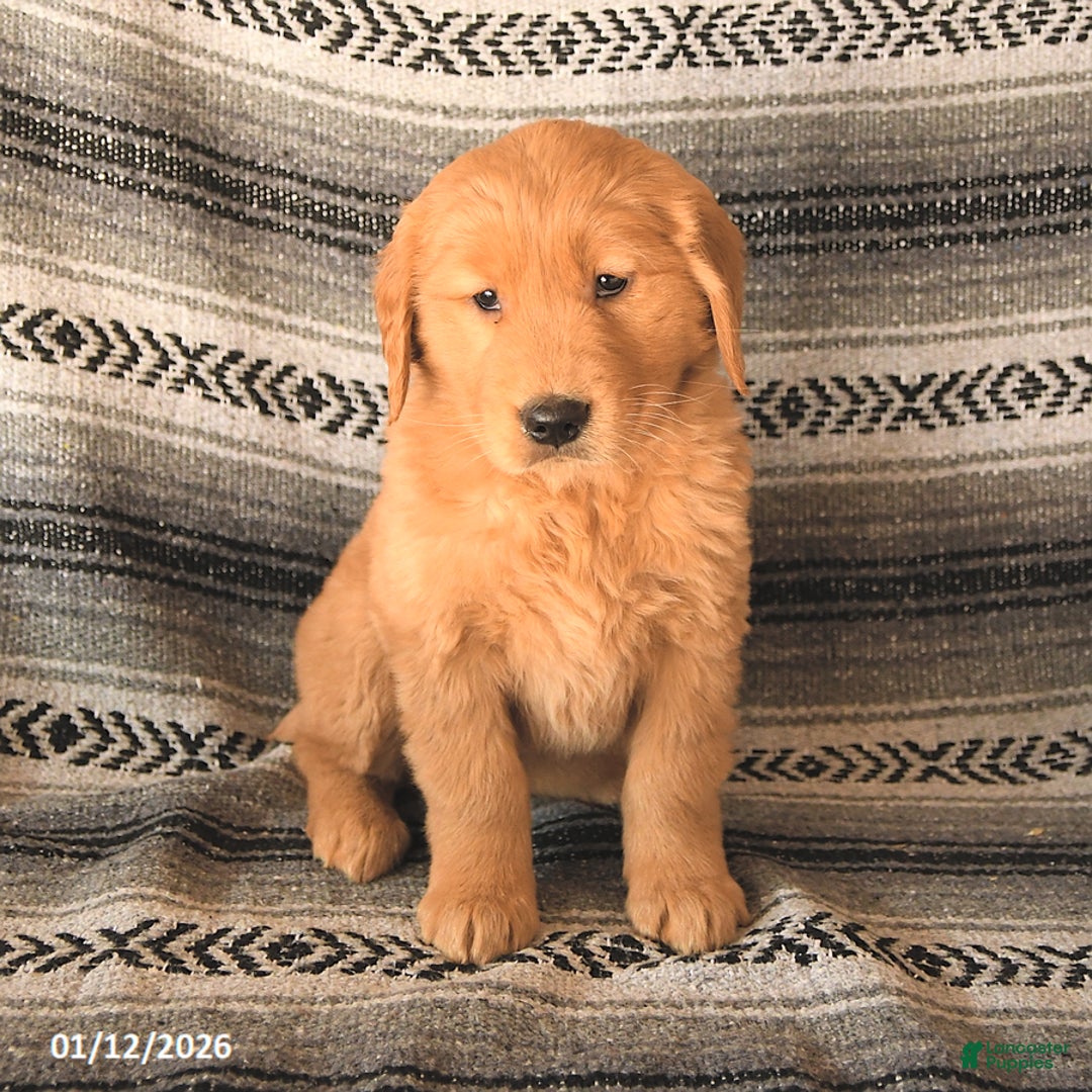 Golden Retriever dogs for sale: Felicity - Ad 3