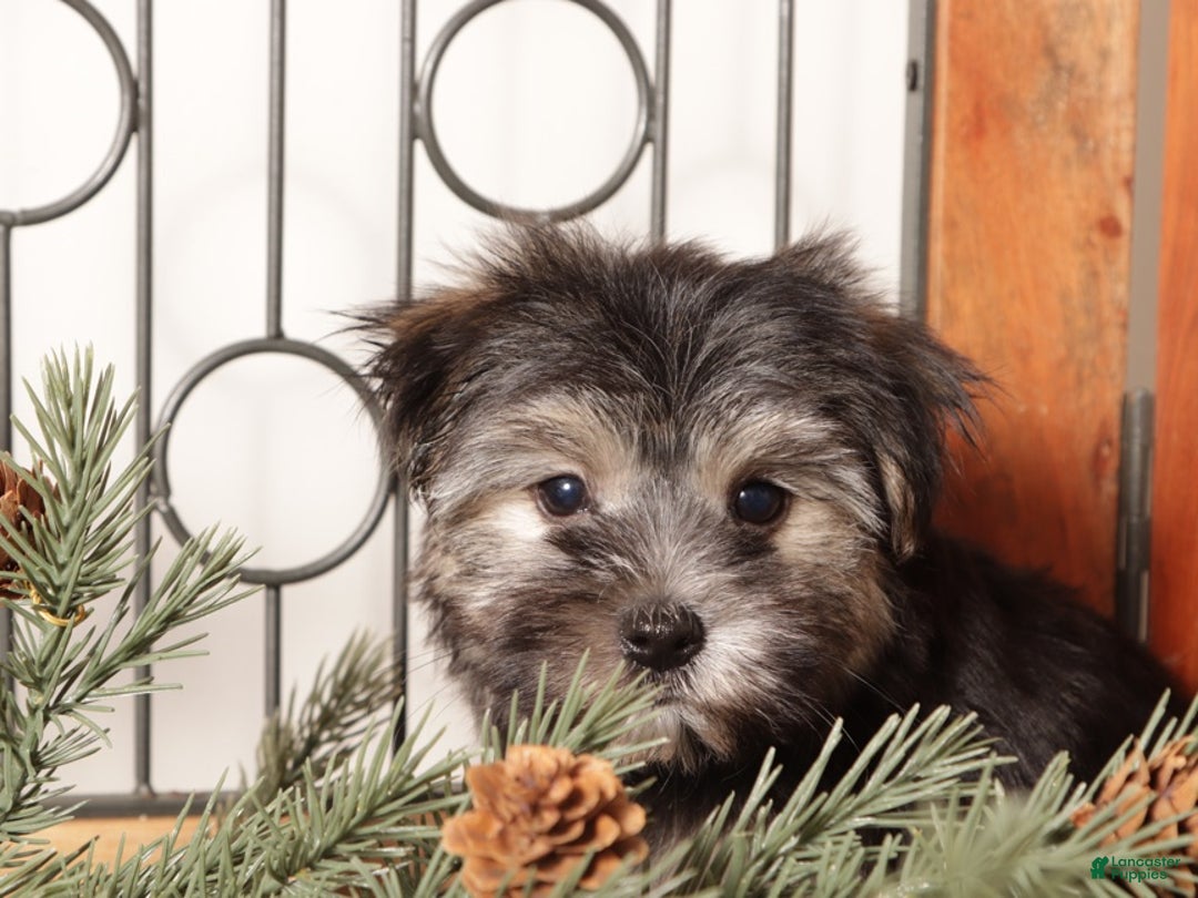 Morkie dogs for sale: Flash - Ad 2