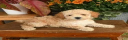 Miniature Poodle dogs for sale: Candi - Ad 2