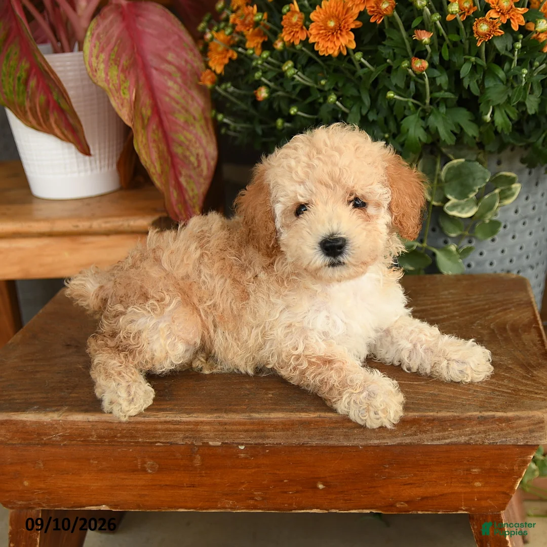 Miniature Poodle dogs for sale: Candi - Ad 2