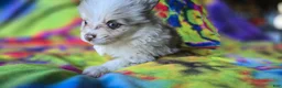 Pomeranian dogs for sale: Charles - Ad 9