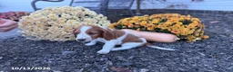 Welsh Springer Spaniel dogs for sale: Lemon - Ad 5