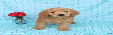 Teddy