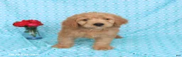 Goldendoodle dogs for sale: Teddy - Ad 1