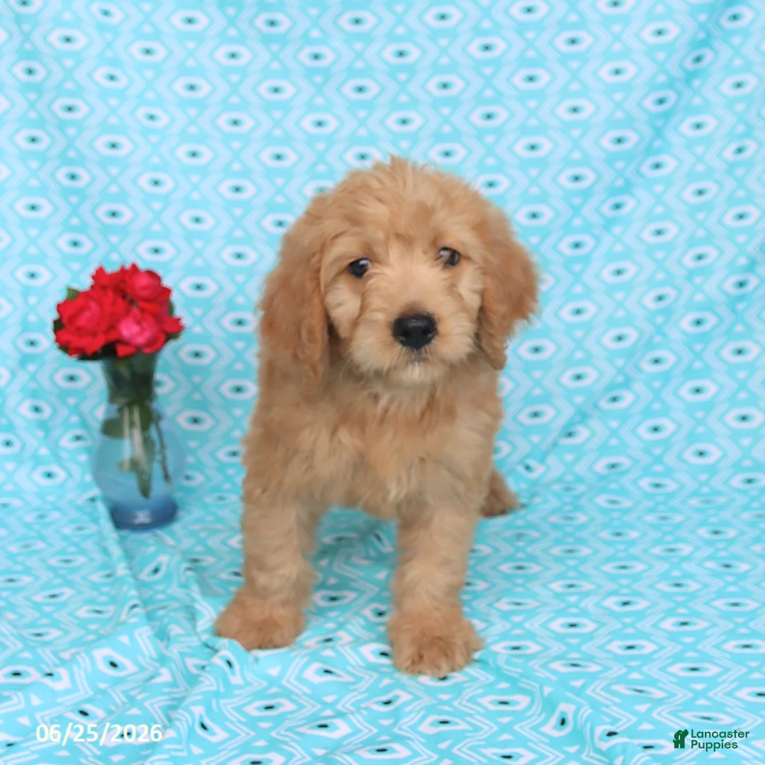 Goldendoodle dogs for sale: Teddy - Ad 1