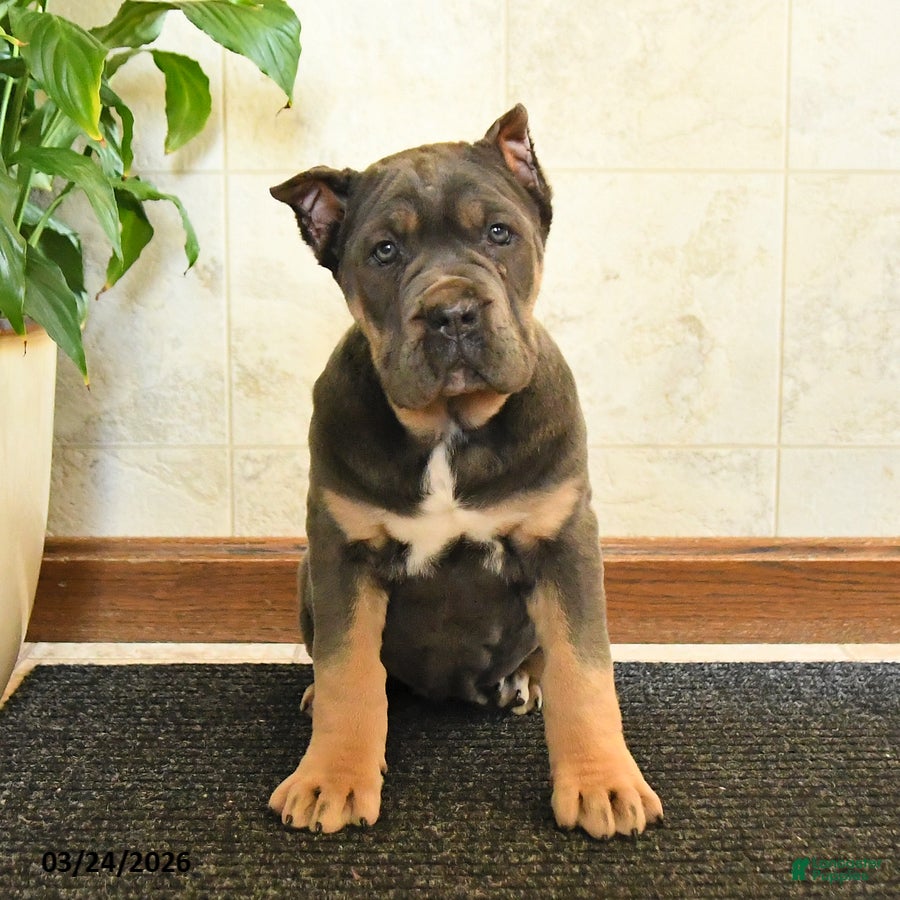 Cane Corso dogs Wendy - Ad 1