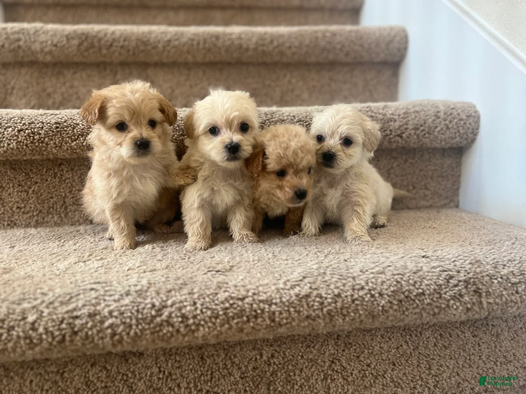 Maltipoo dogs for sale: Briana - Ad 4