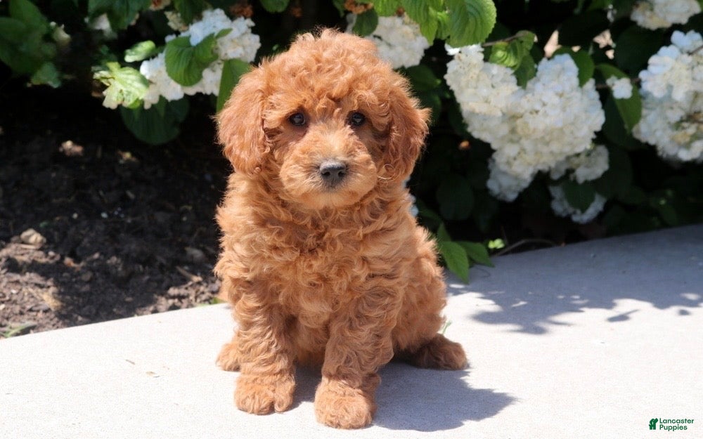 Mini Goldendoodle dogs Tori - Ad 10