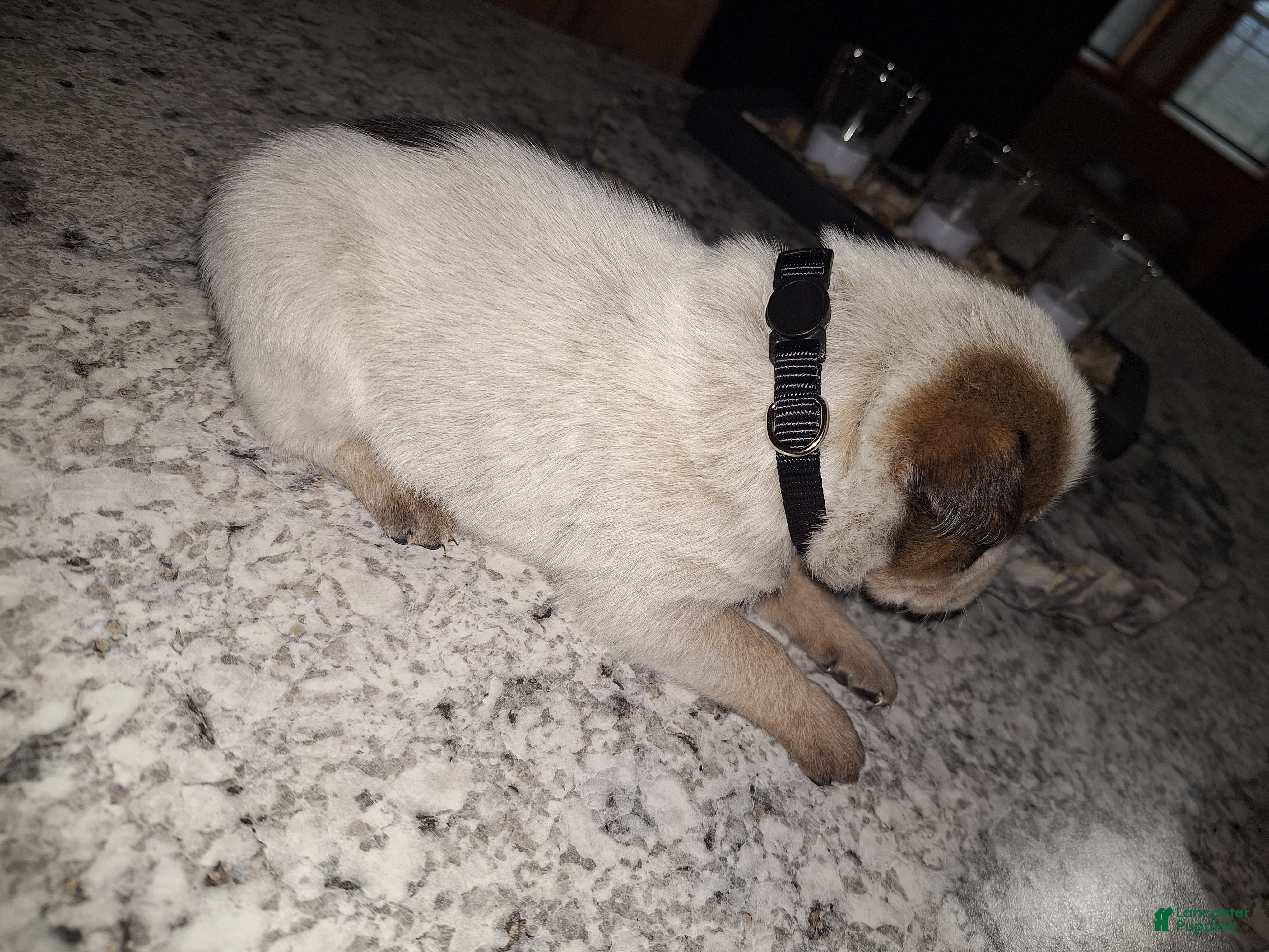 Mixed Breed dogs Mixed Breed Puppy 1 - Ad 31