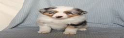 Miniature Australian Shepherd dogs for sale: Charm  - Ad 2
