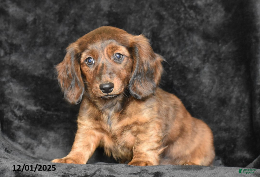 Dachshund dogs for sale: Shawn - Ad 5