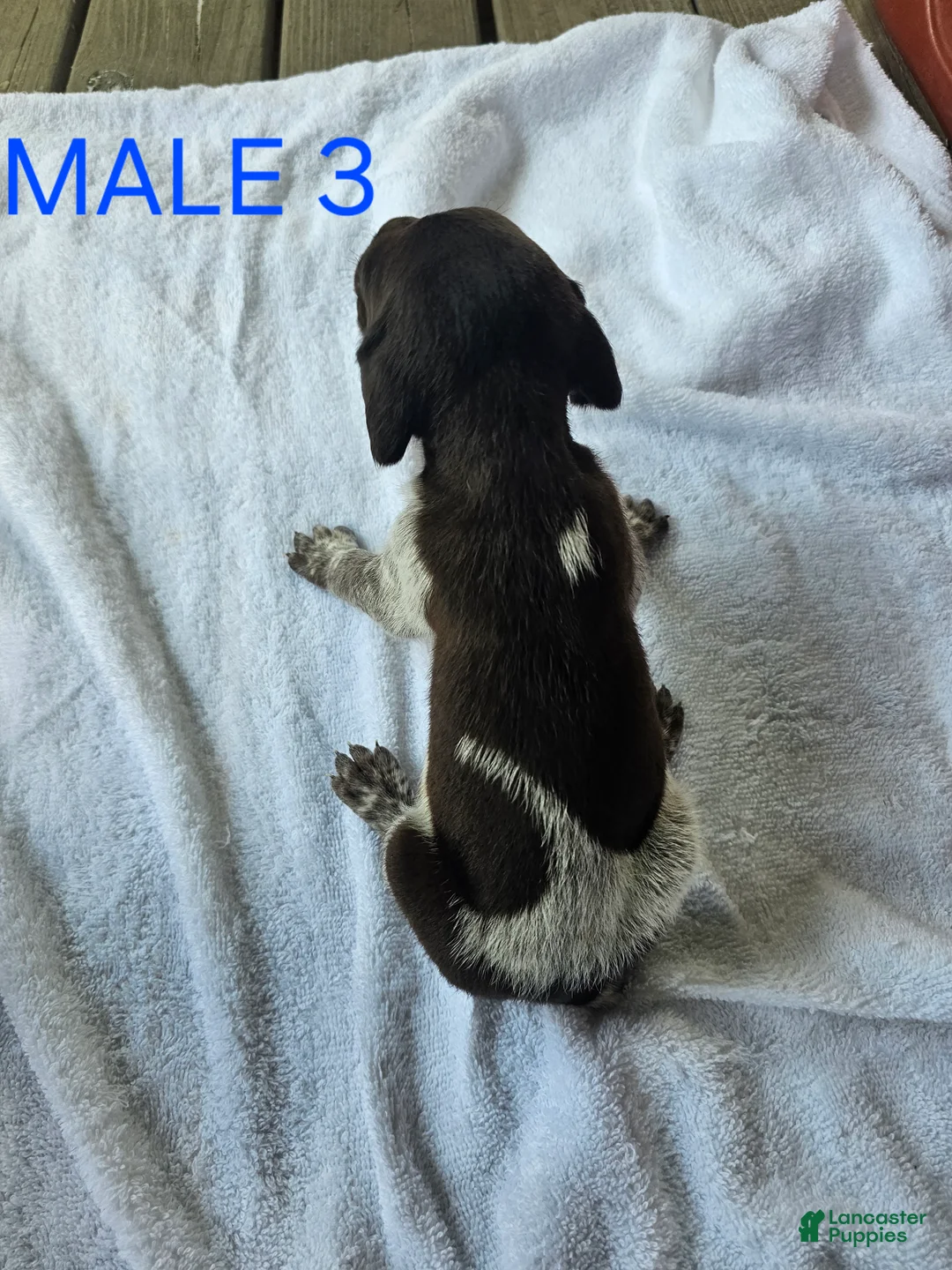 German Shorthaired Pointer dogs for sale: December - Ad 2
