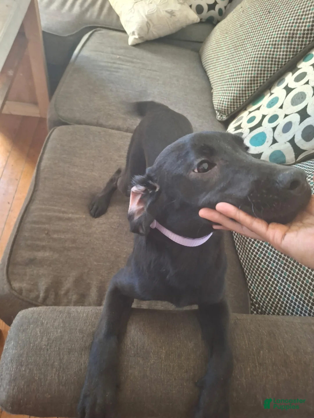 Labrador Retriever dogs for sale: Labrador Retriever Puppy 6 - Ad 1