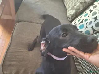 Labrador Retriever dogs Labrador Retriever Puppy 6 - Ad 30