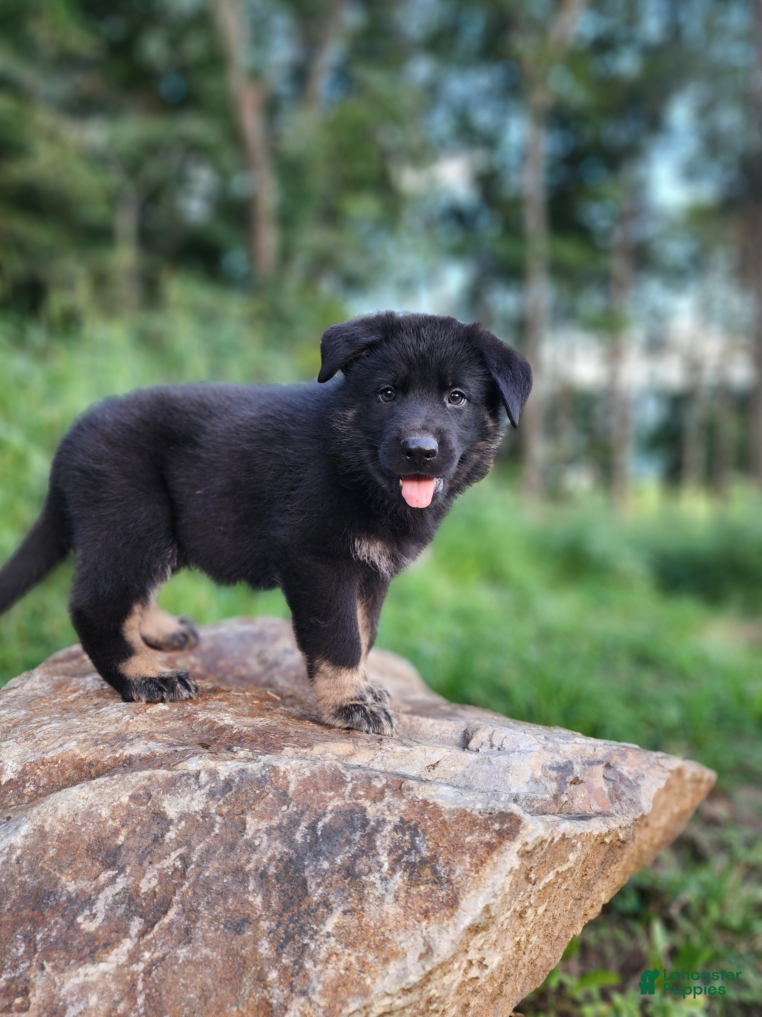 German Shepherd dogs  Tripp - Ad 1