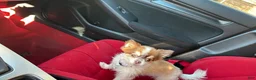 Chihuahua dogs for sale: Chihuahua 1 - Ad 6