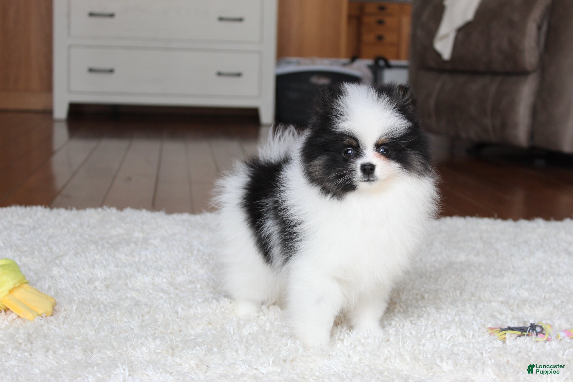 Pomeranian dogs Dax - Ad 2