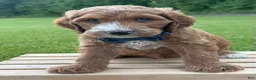 Irish Doodle dogs for sale: Tucker - Ad 11