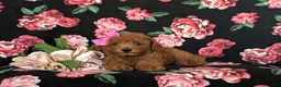 Toy Poodle dogs for sale: Cali 7 lbs Full Grown - Ad 6