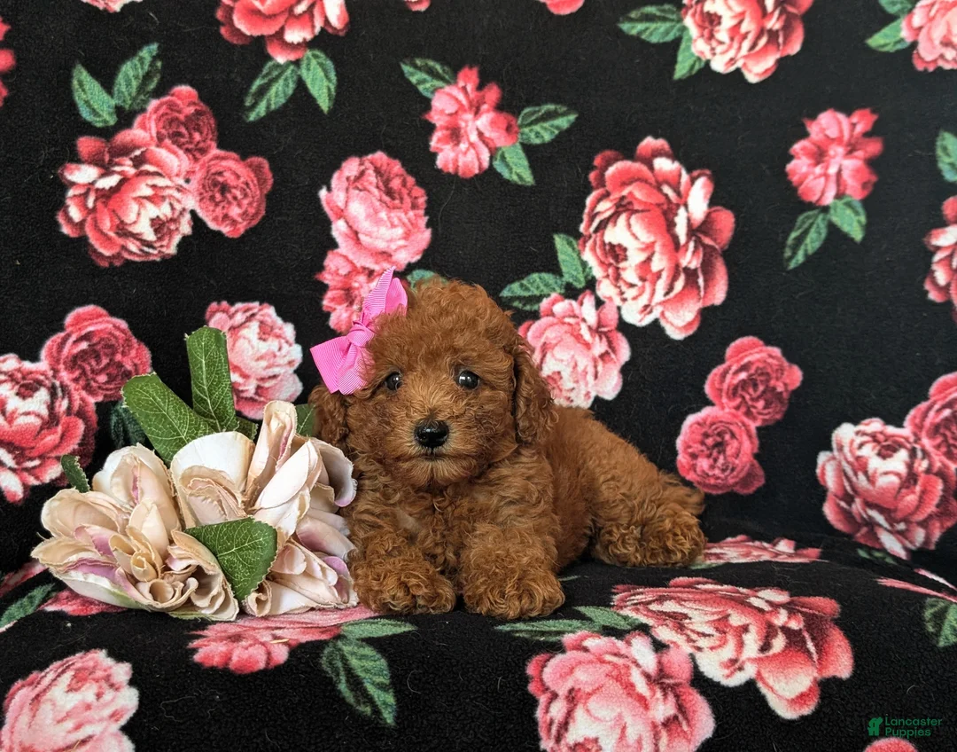 Toy Poodle dogs for sale: Cali 7 lbs Full Grown - Ad 6