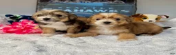 Mixed Breed dogs for sale: Malchi 1  - Ad 2