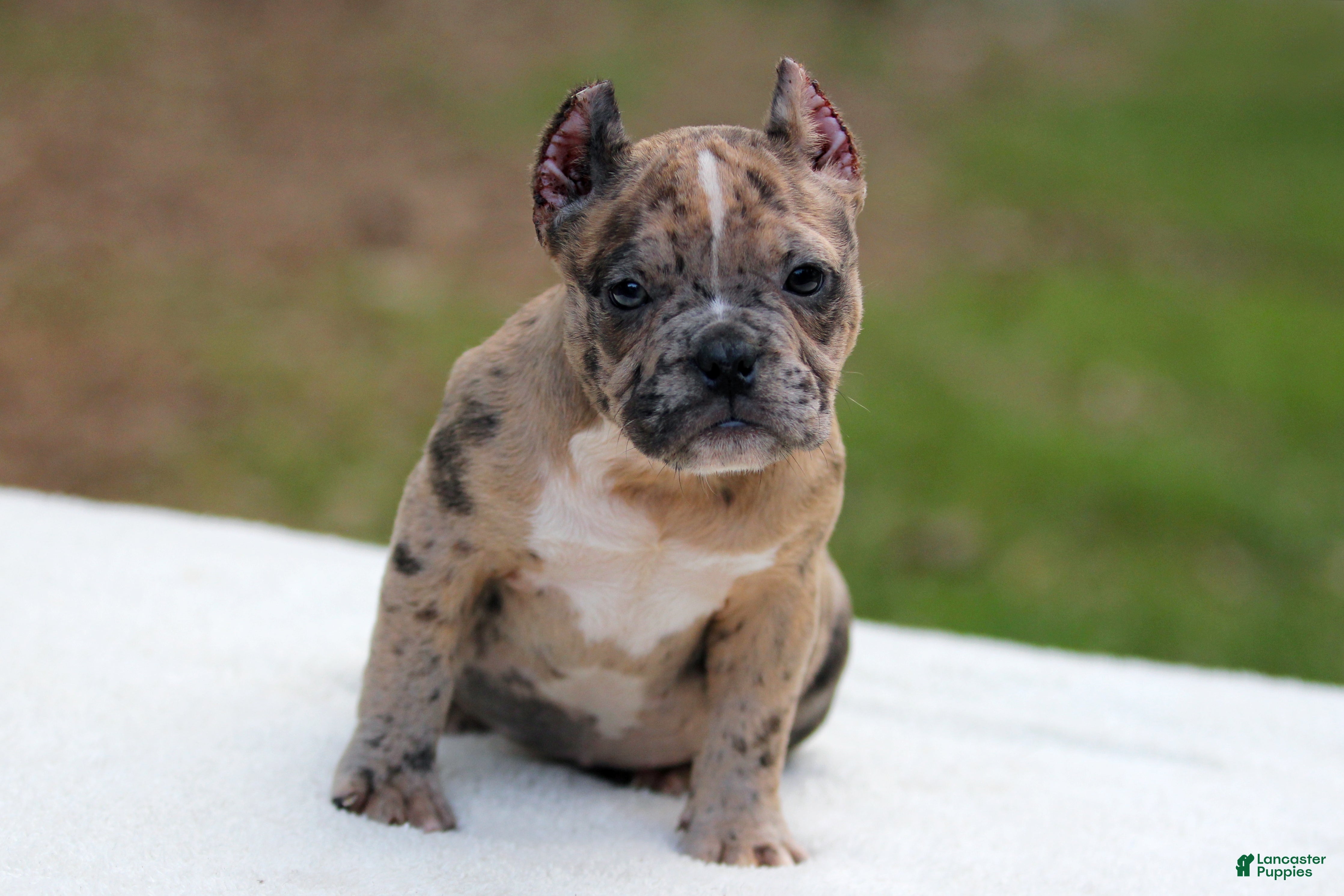 American Bully dogs Black Brindle Merle Female - Ad 1