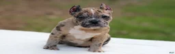 American Bully dogs for sale: Black Brindle Merle Female - Ad 1