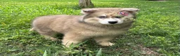 Siberian Husky dogs for sale: REYNA - Ad 20