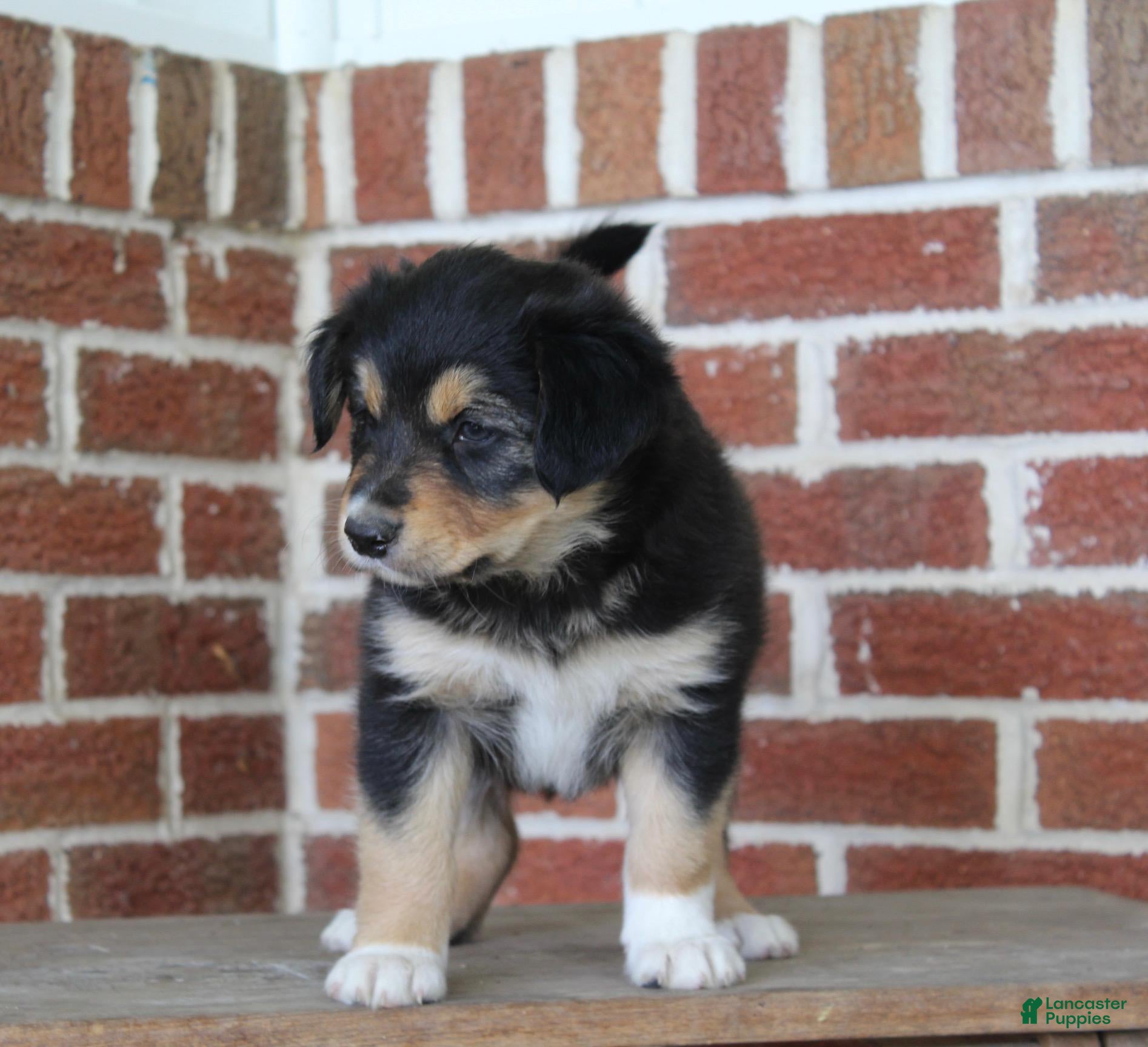 Mixed Breed dogs London - Ad 2