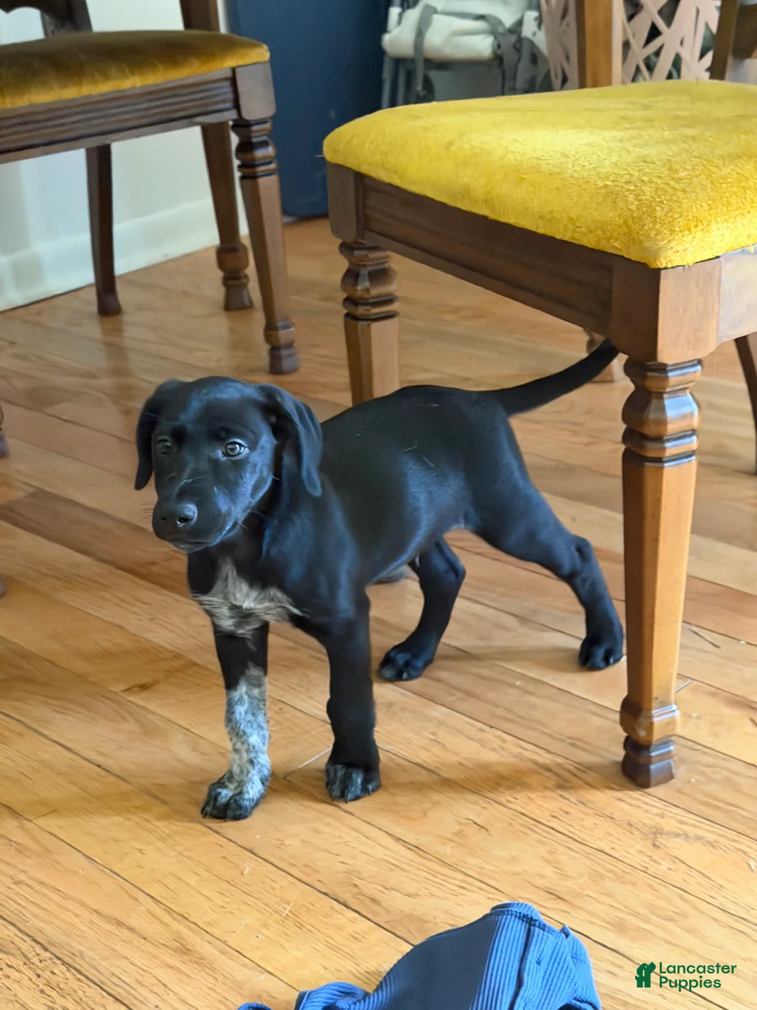 Mixed Breed dogs for sale: Mixed Breed 2 - Ad 2