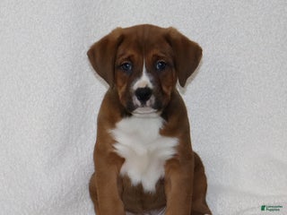 Mixed Breed dogs Lenny - Ad 31